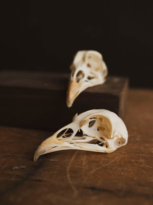 Pheasant Skull, SB582