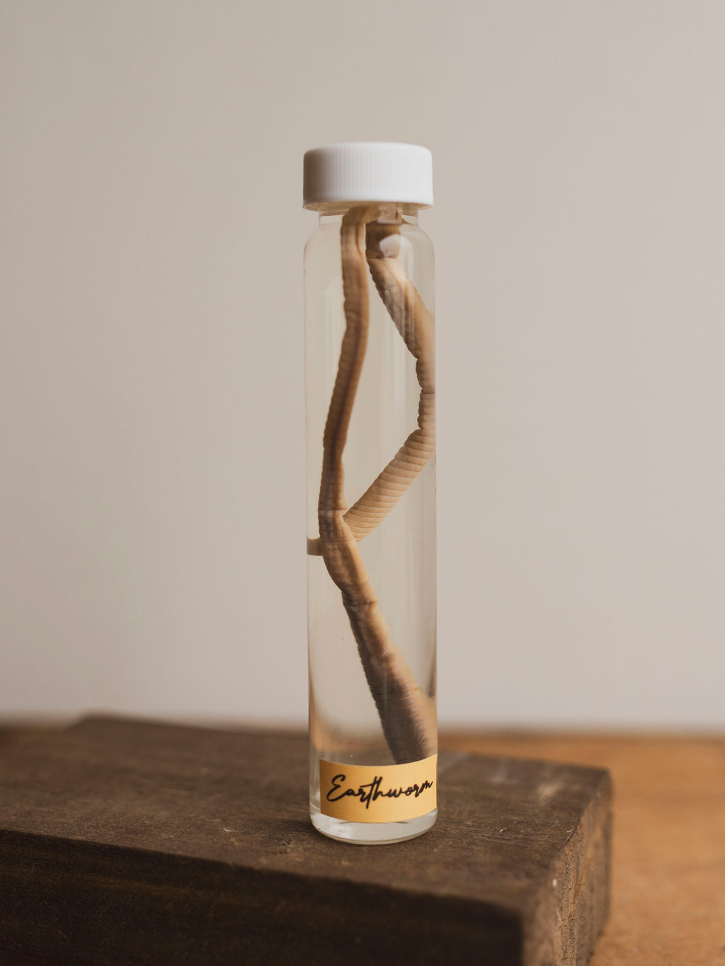 Jarred Wet Specimen Earthworm, WS71