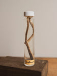 Jarred Wet Specimen Earthworm, WS71