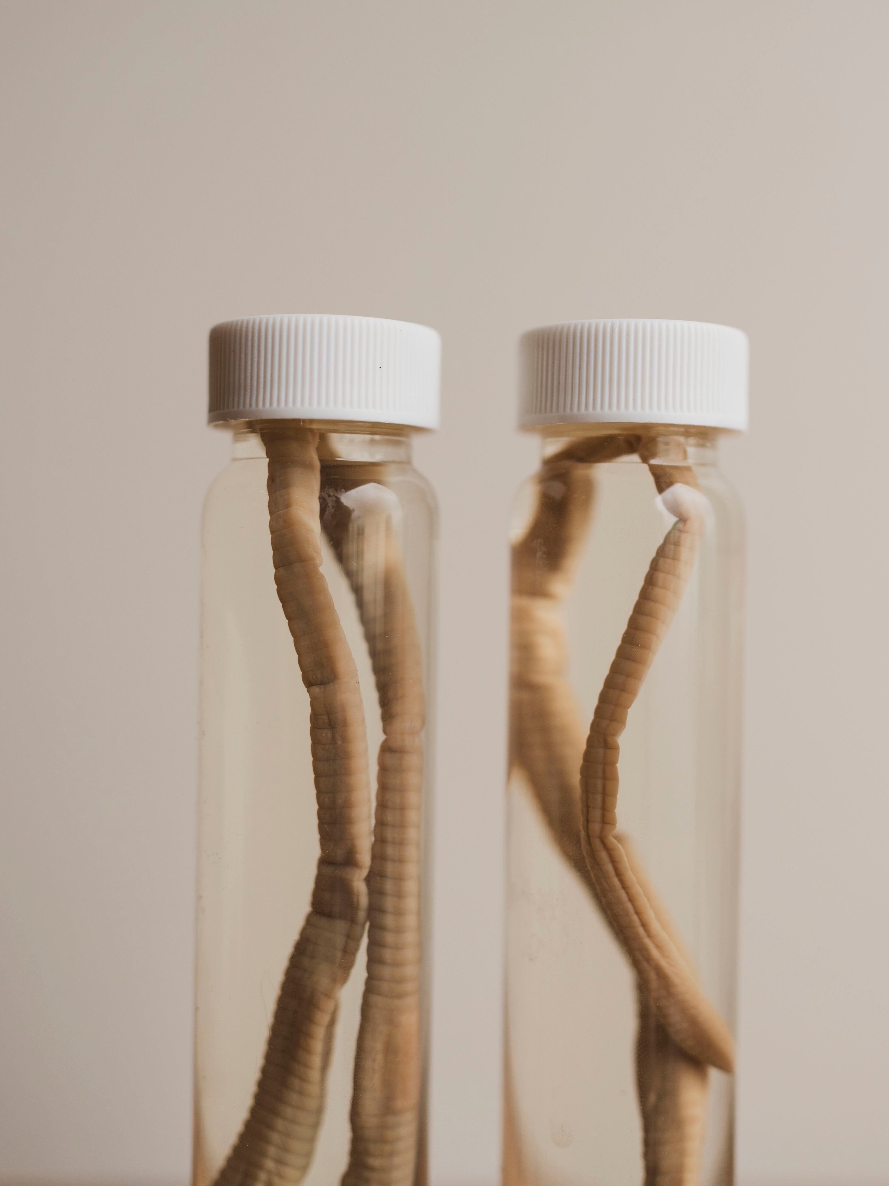 Jarred Wet Specimen Earthworm, WS71