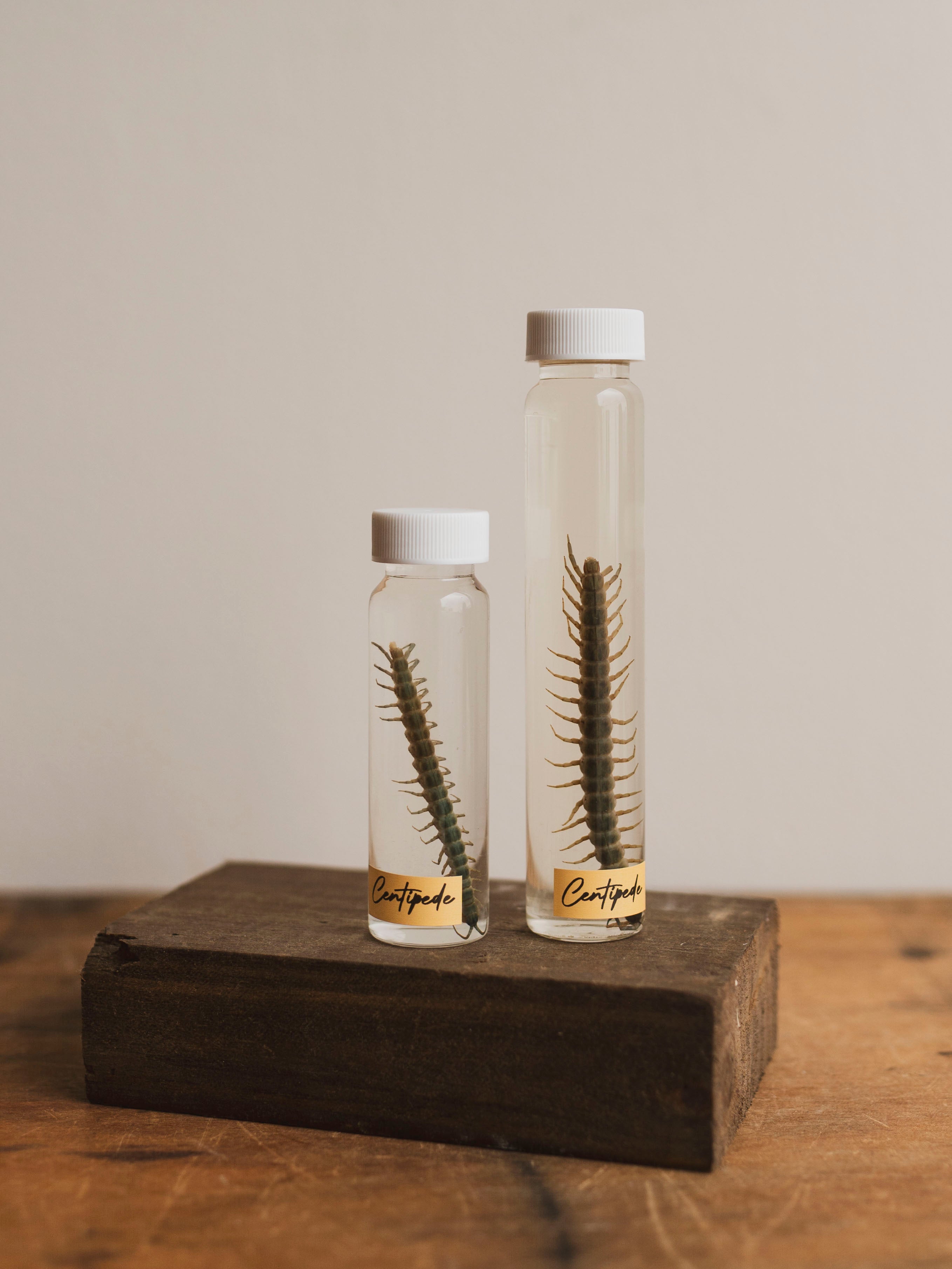 Jarred Wet Specimen Centipede, WS75