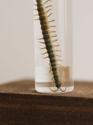 Jarred Wet Specimen Centipede, WS75