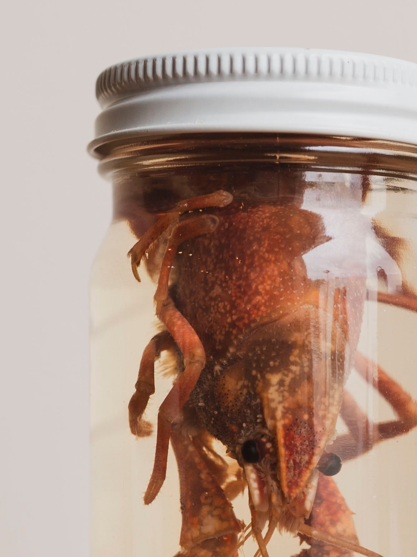 Jarred Wet Specimen Crawfish, WS72