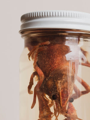 Jarred Wet Specimen Crawfish, WS72