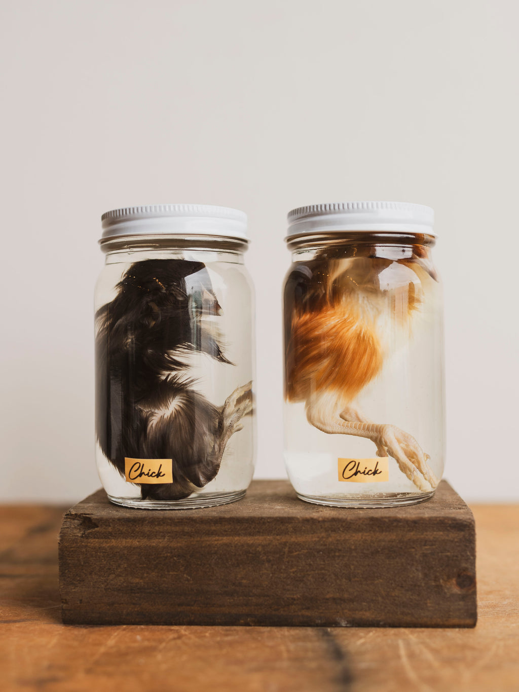Jarred Wet Specimen Chick, WS52