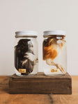 Jarred Wet Specimen Chick, WS52