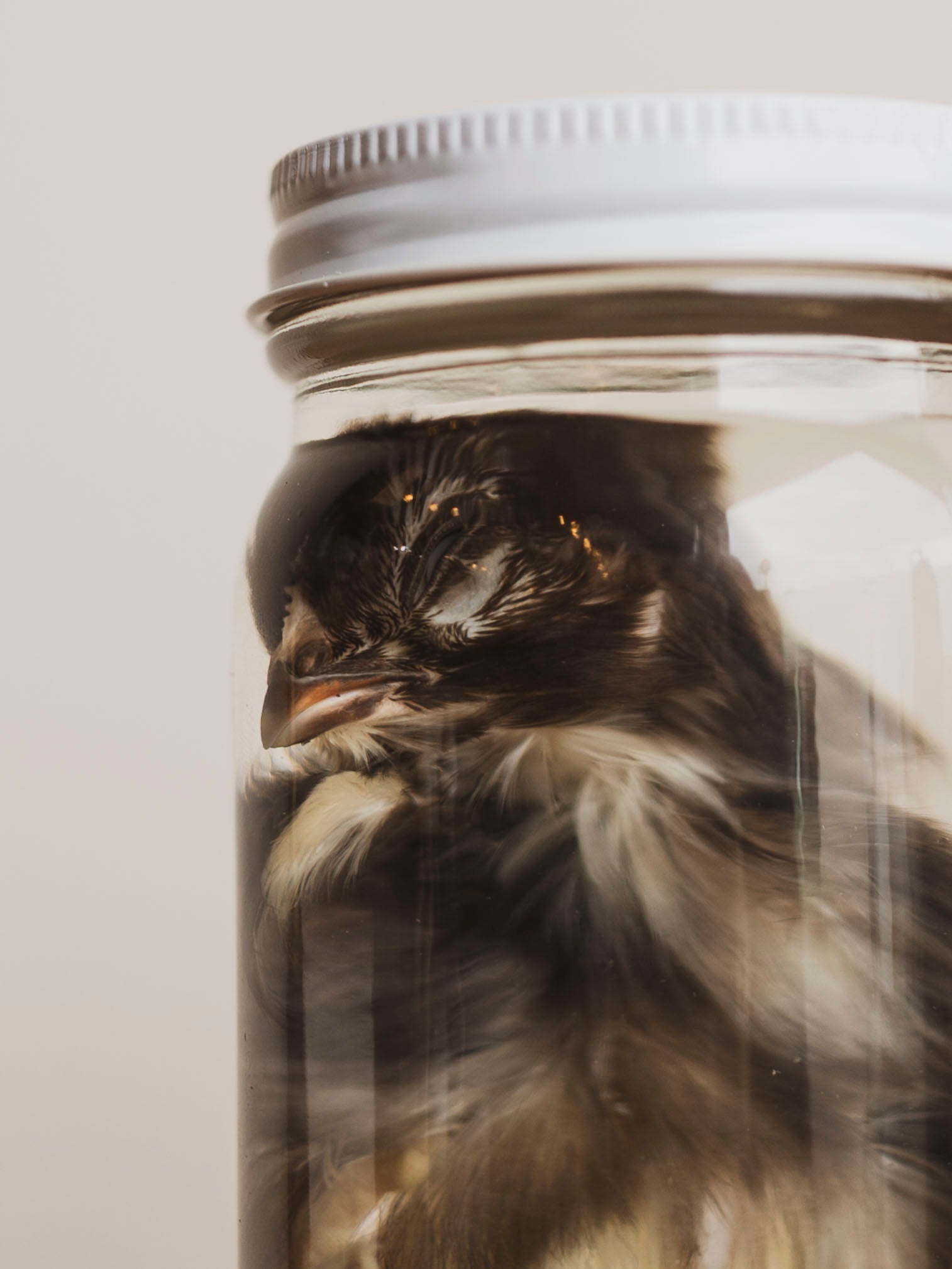 Jarred Wet Specimen Chick, WS52