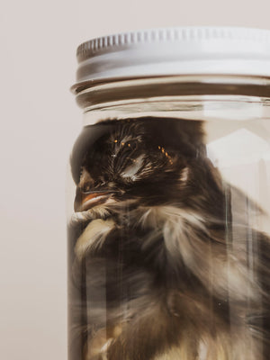 Jarred Wet Specimen Chick, WS52