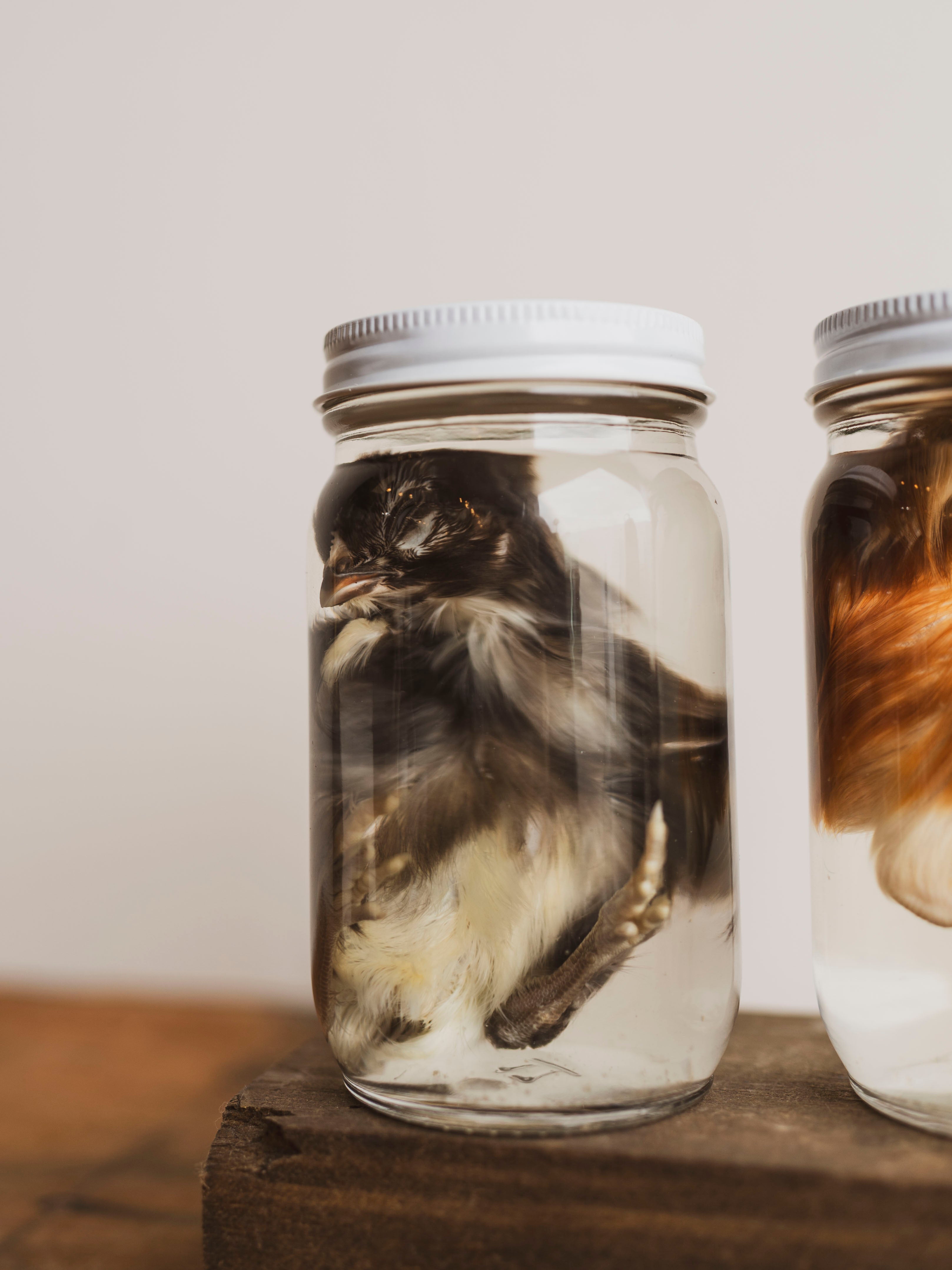 Jarred Wet Specimen Chick, WS52