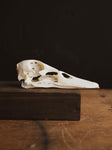 Domestic Duck Skull, SB476