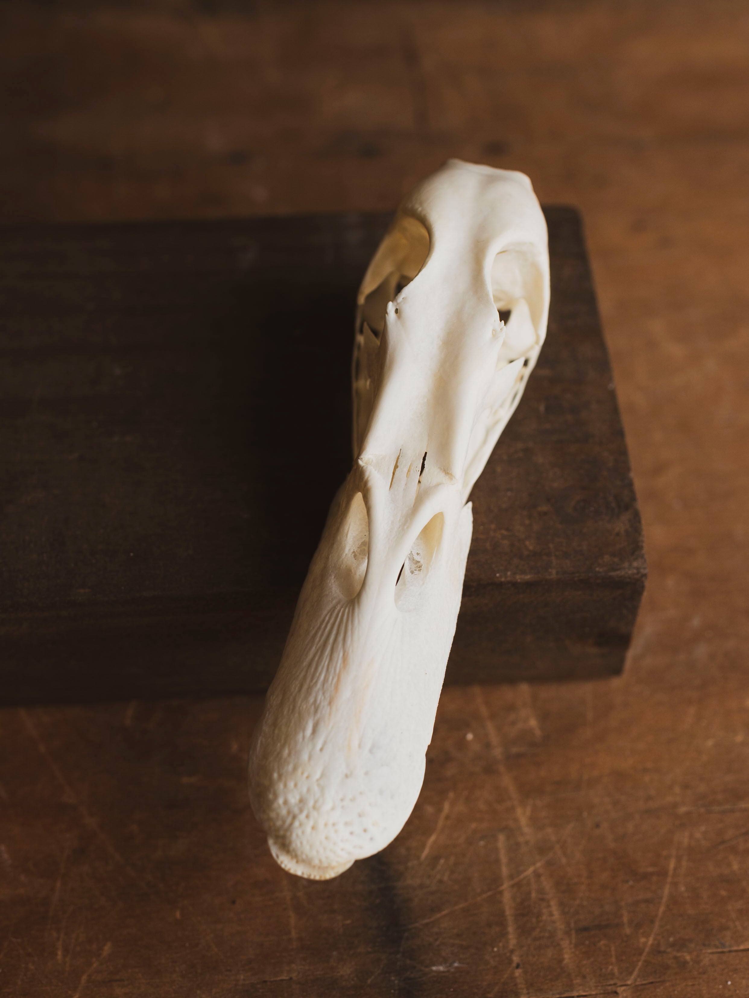 Domestic Duck Skull, SB476