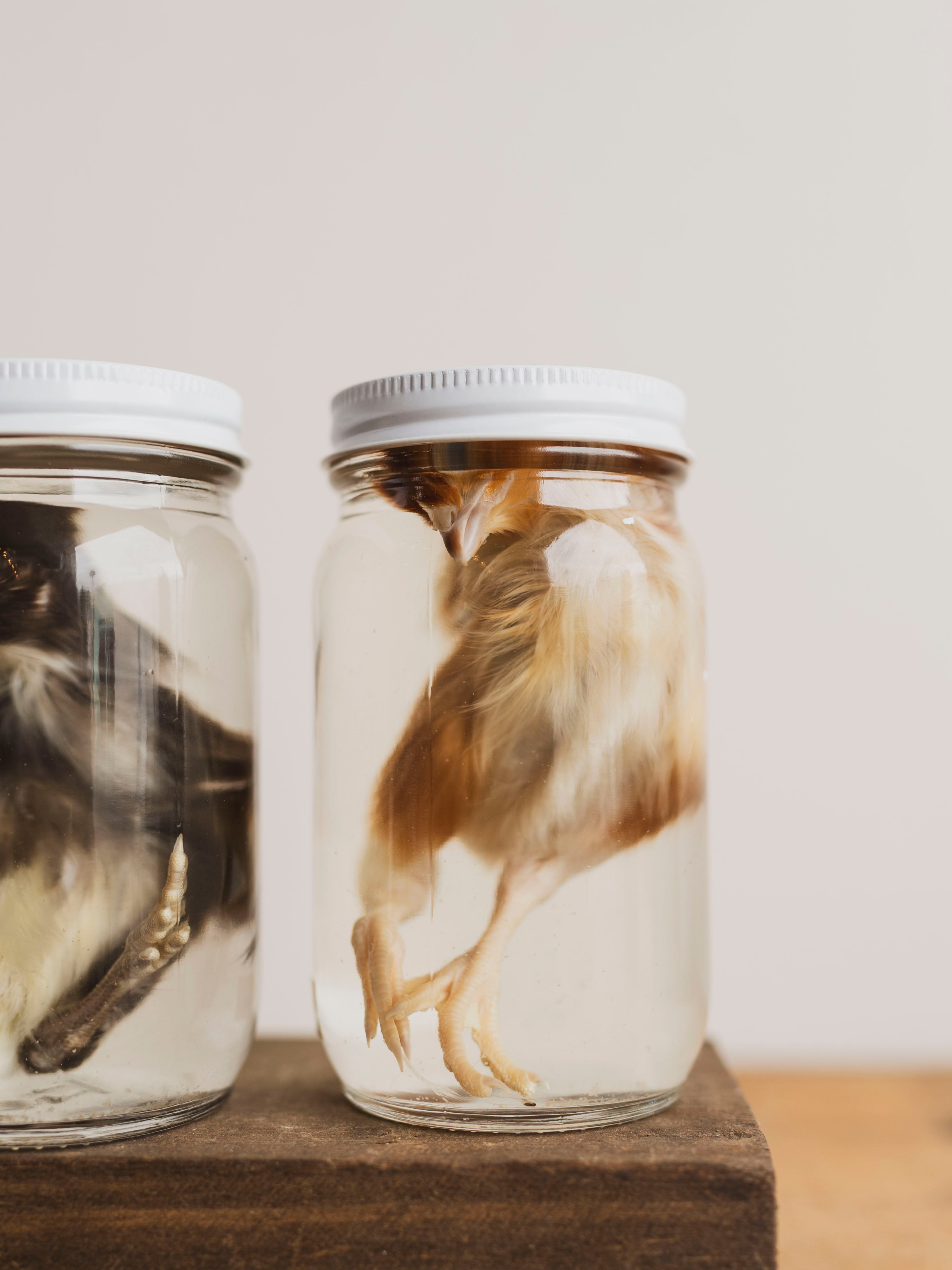Jarred Wet Specimen Chick, WS52
