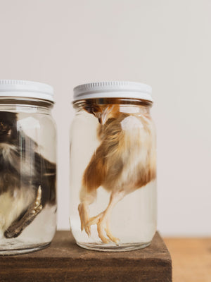 Jarred Wet Specimen Chick, WS52