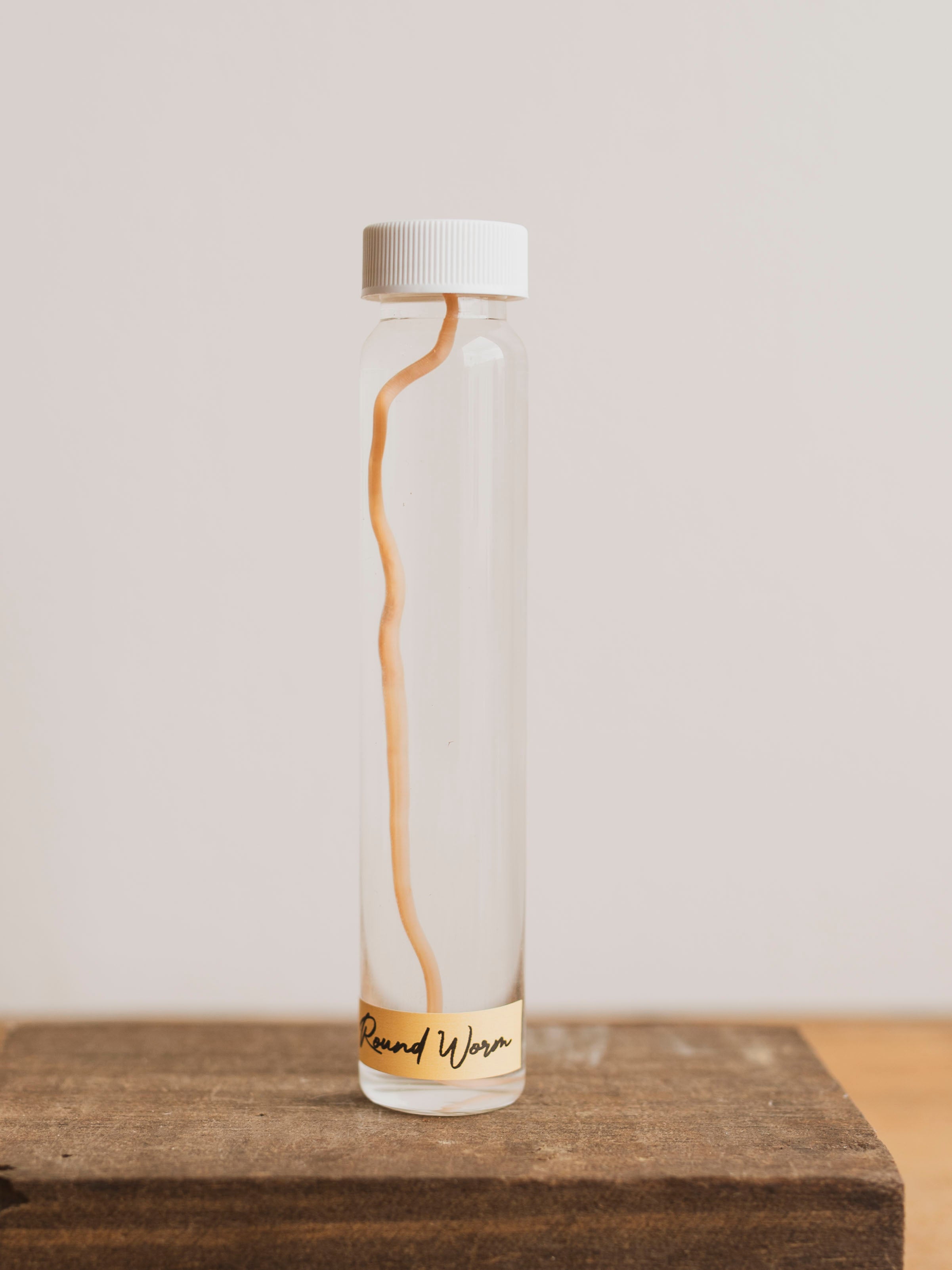 Jarred Wet Specimen Round Worm, WS76
