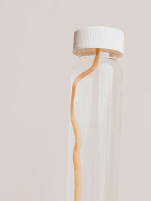 Jarred Wet Specimen Round Worm, WS76