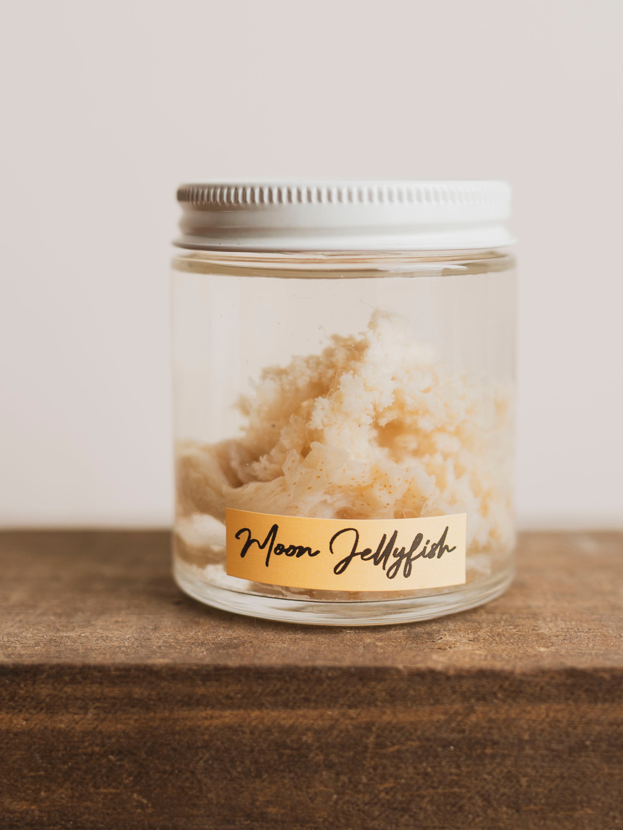 Jarred Wet Specimen Moon Jellyfish, WS70