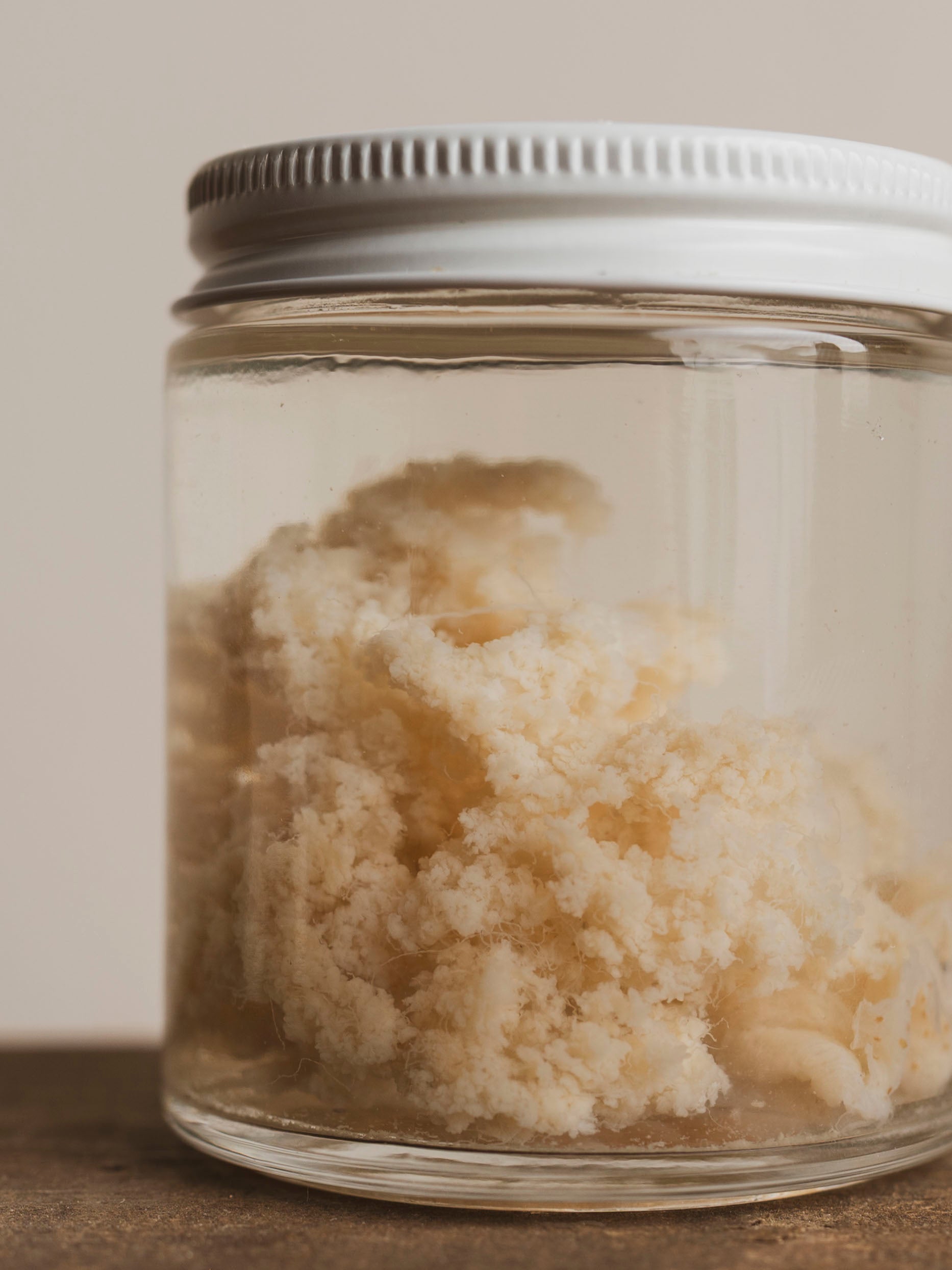 Jarred Wet Specimen Moon Jellyfish, WS70
