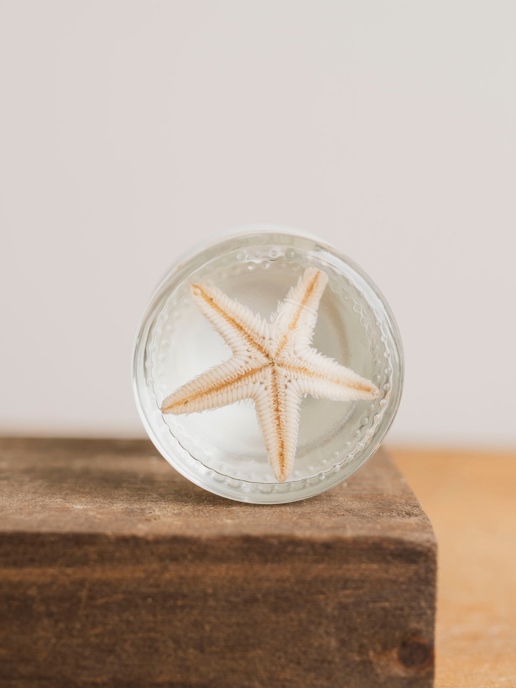 Jarred Wet Specimen Starfish, WS74