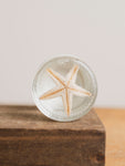 Jarred Wet Specimen Starfish, WS74
