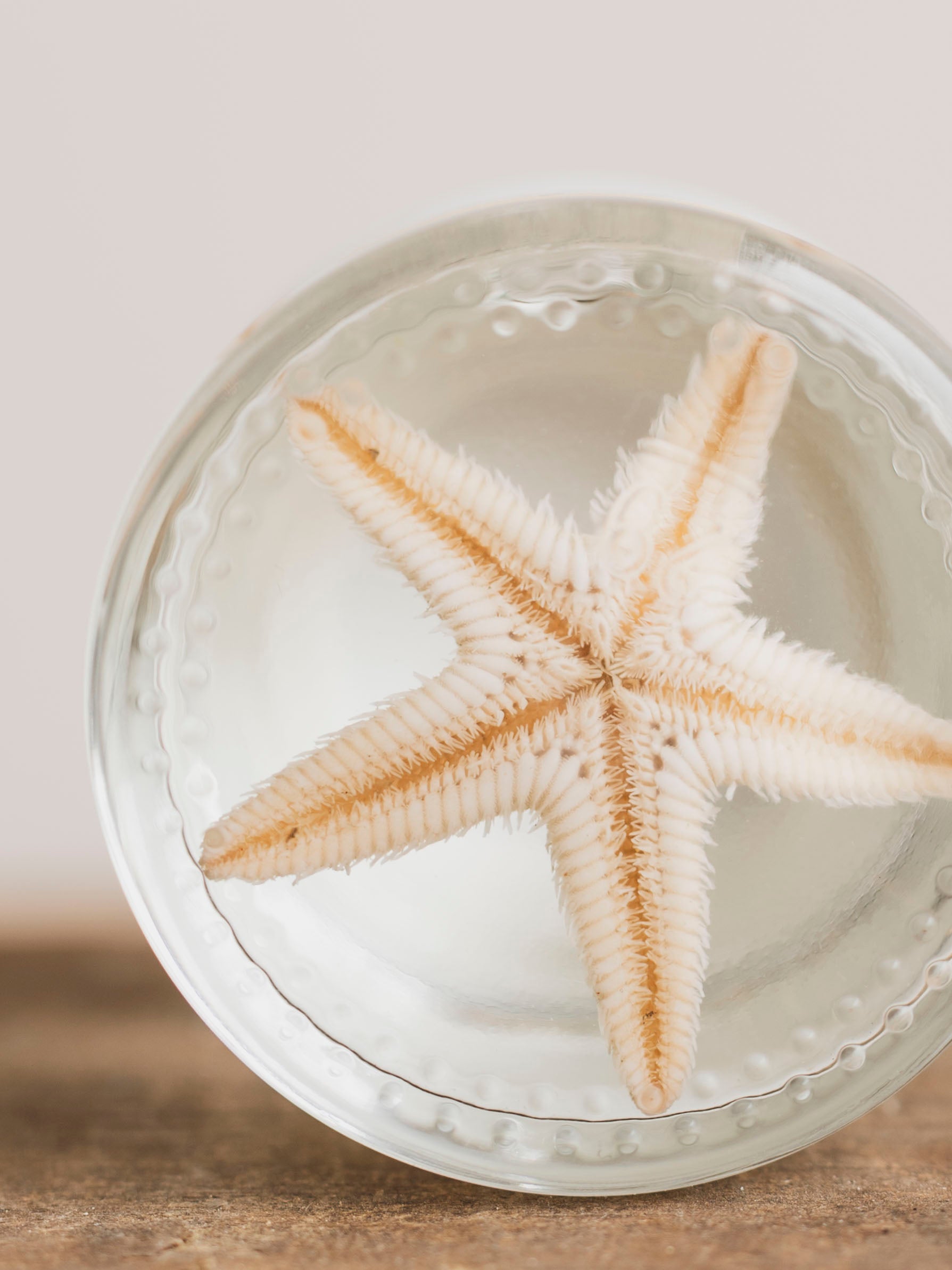 Jarred Wet Specimen Starfish, WS74