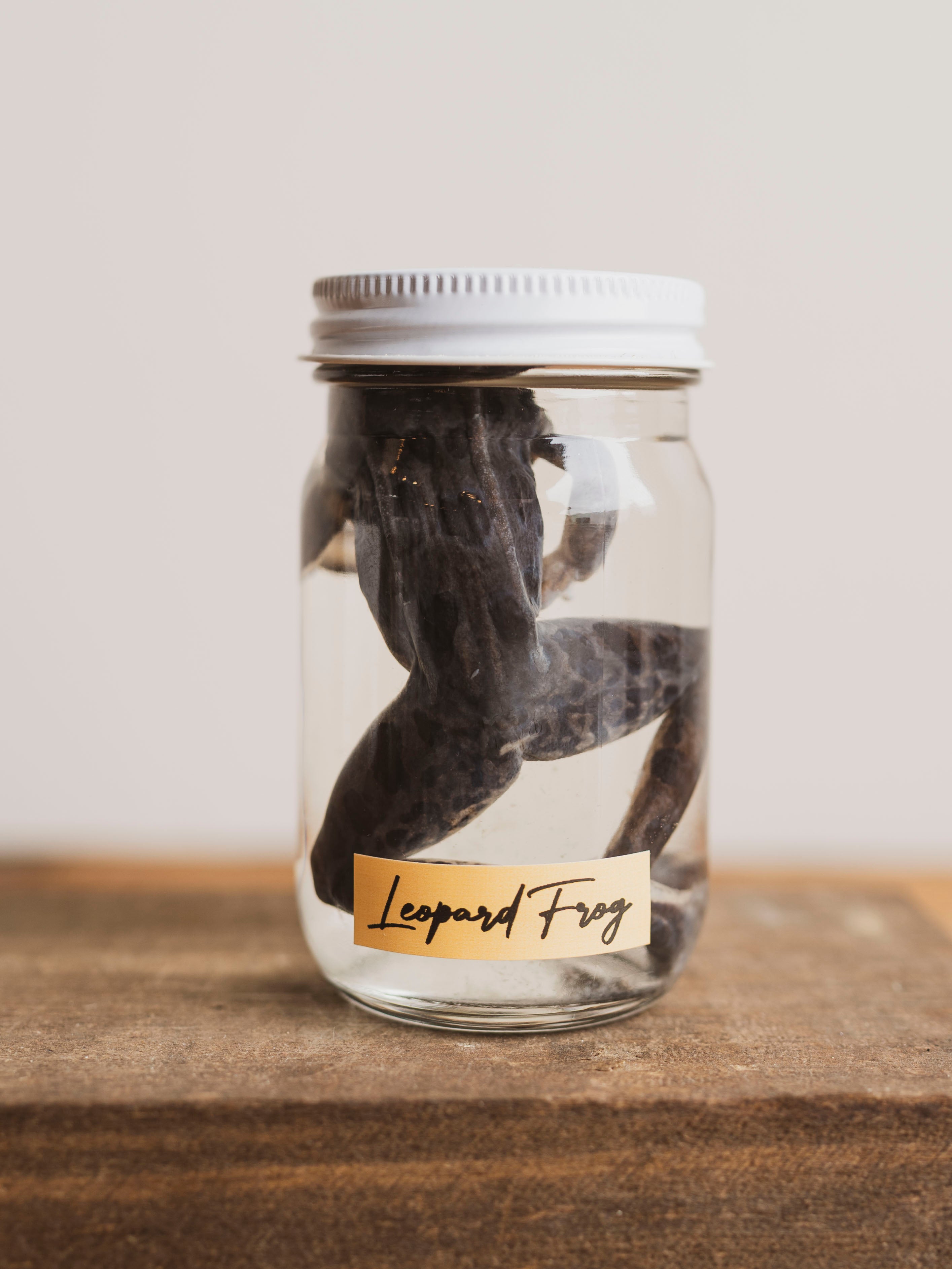 Jarred Wet Specimen Leopard Frog, WS59