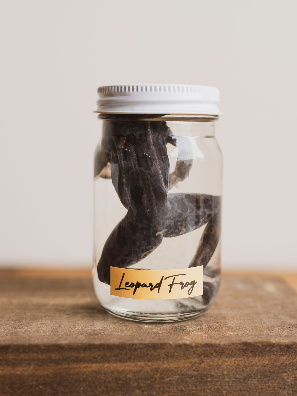 Jarred Wet Specimen Leopard Frog, WS59