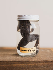 Jarred Wet Specimen Leopard Frog, WS59