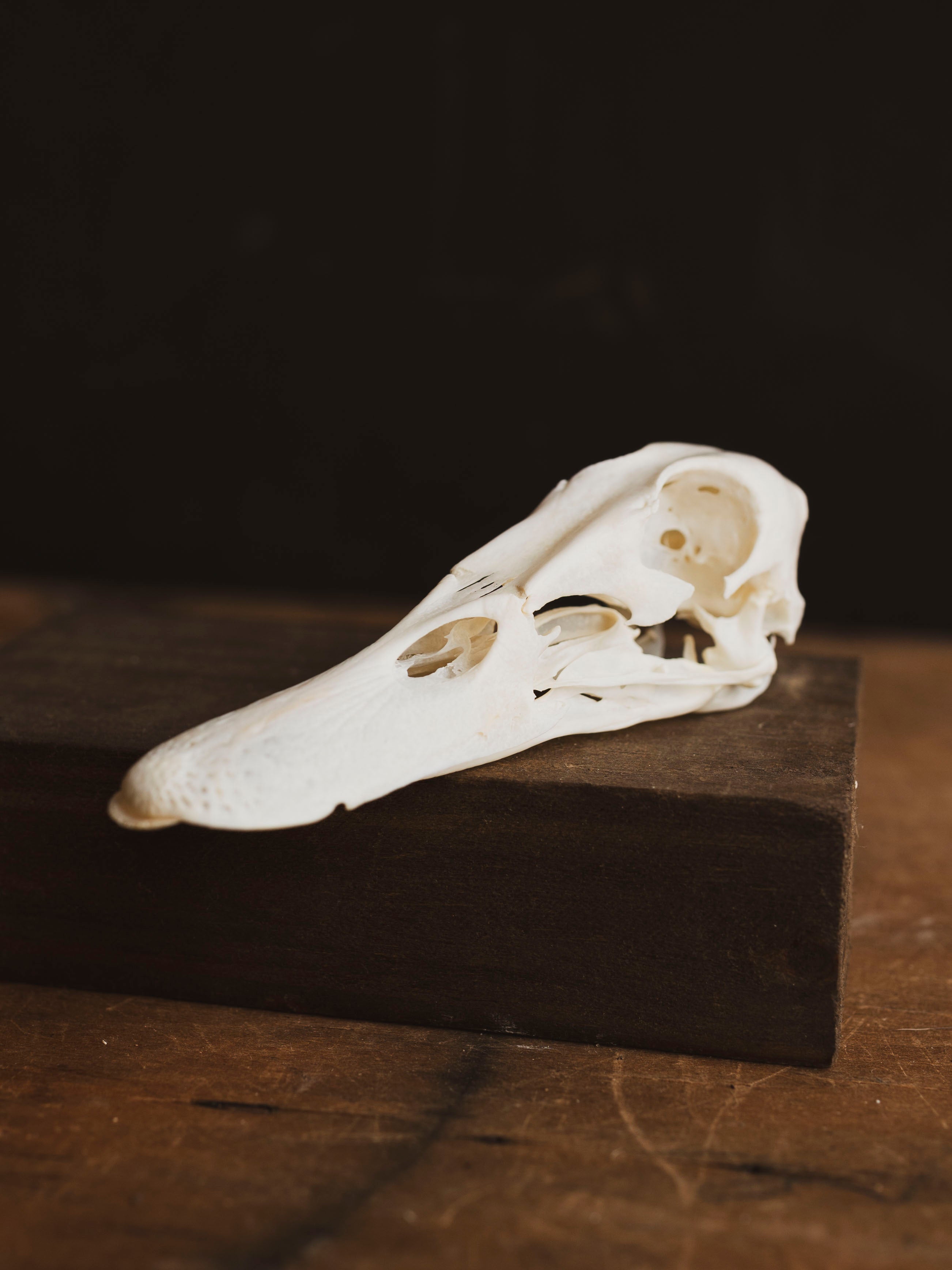 Domestic Duck Skull, SB476