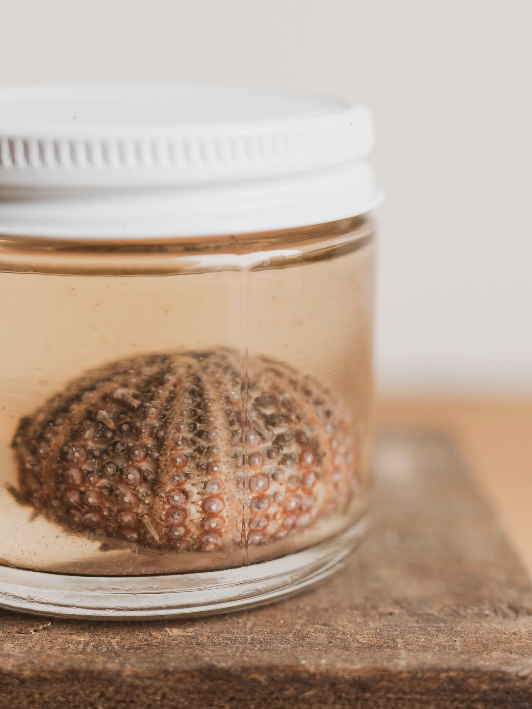 Jarred Wet Specimen Urchin, WS73