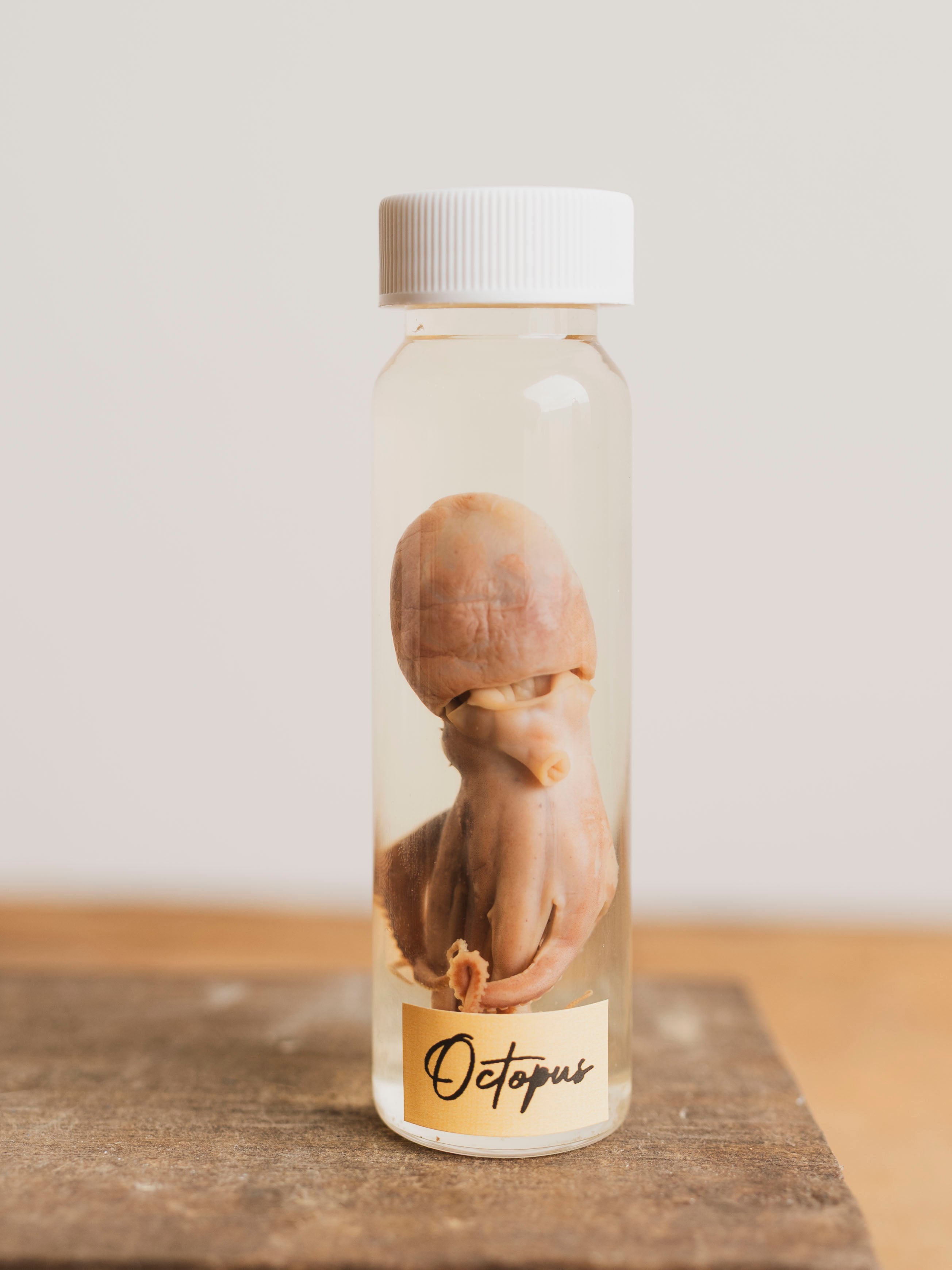 Jarred Wet Specimen Octopus, WS58