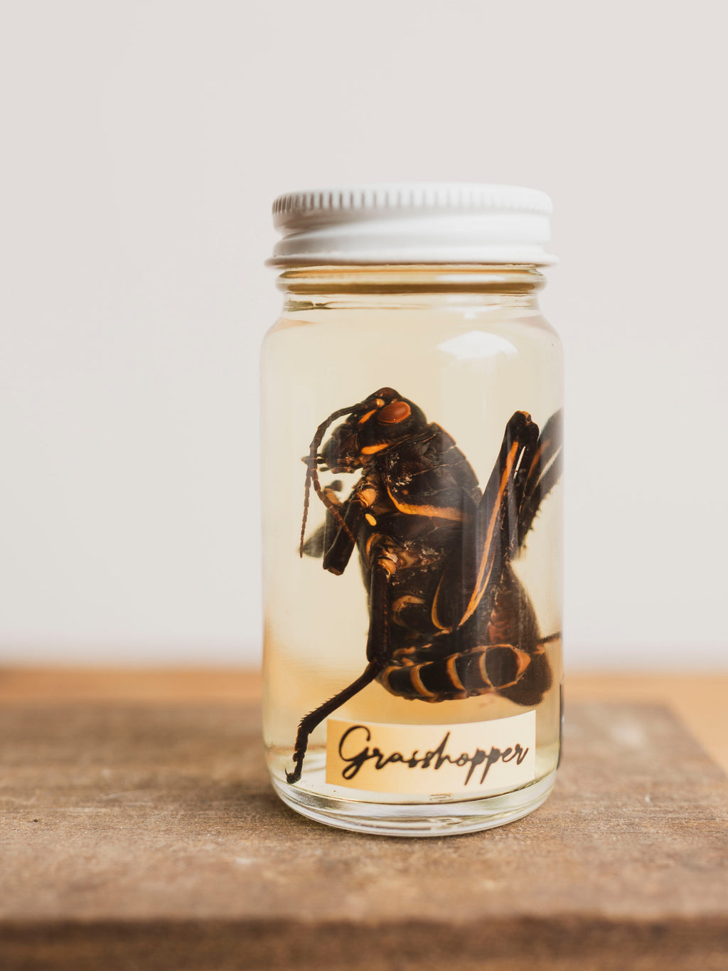 Jarred Wet Specimen Grasshopper, WS50