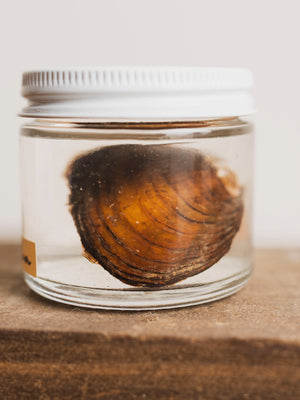 Clam Wet Specimen, WS60