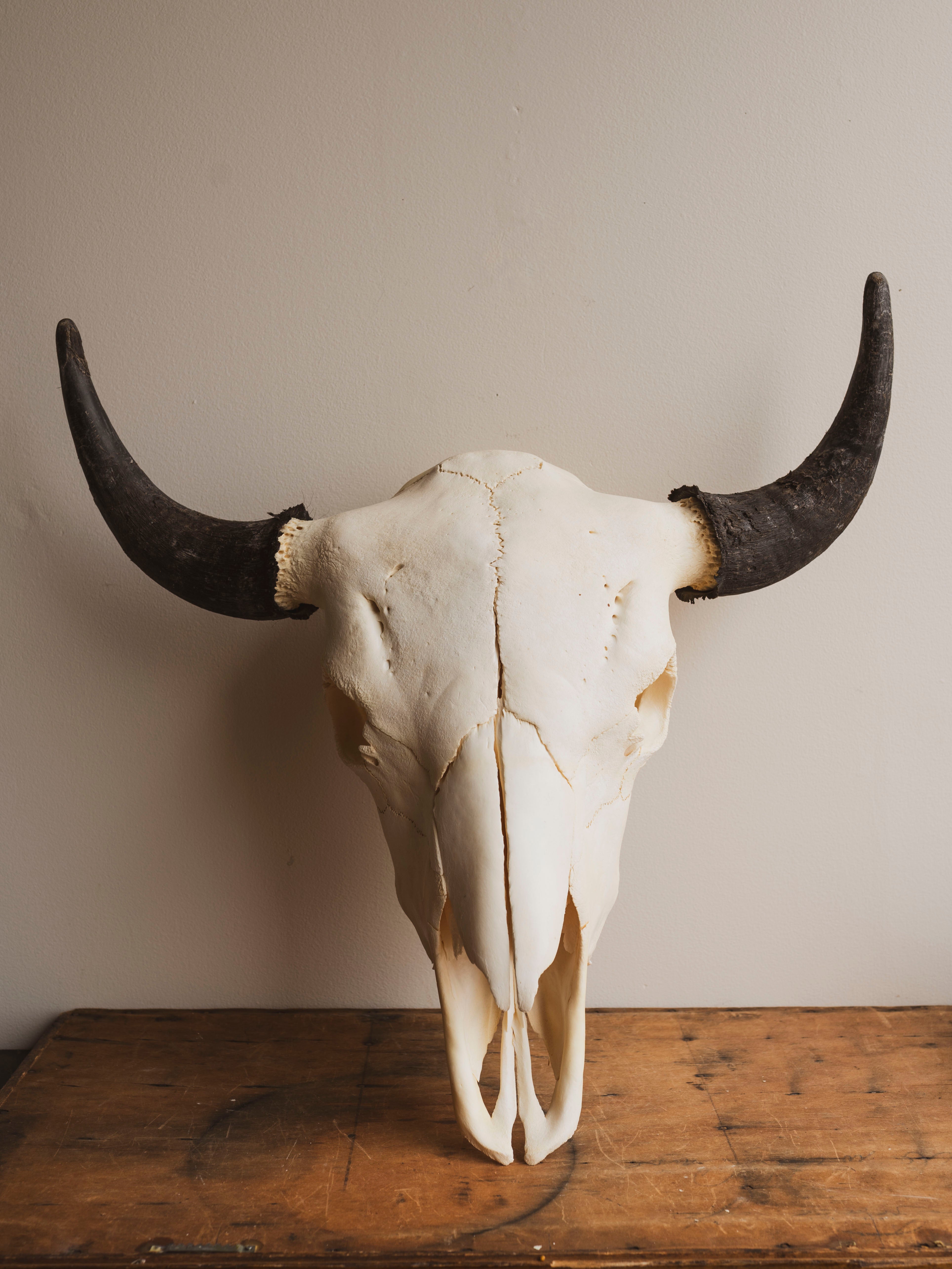 American Bison Skull, SB904