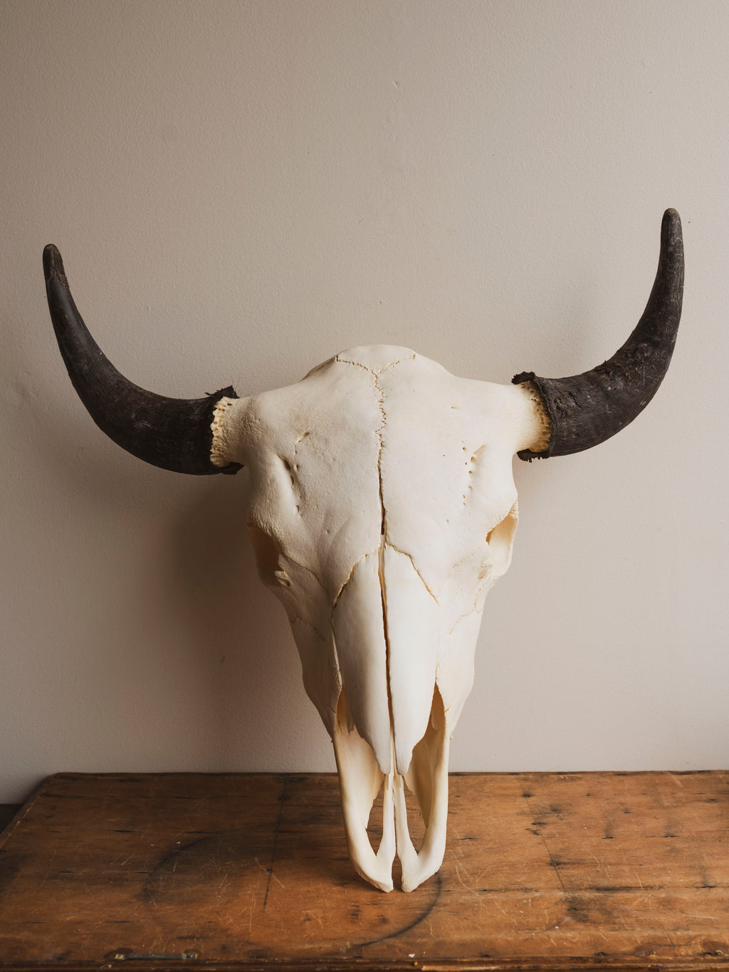 American Bison Skull, SB904