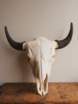 American Bison Skull, SB904