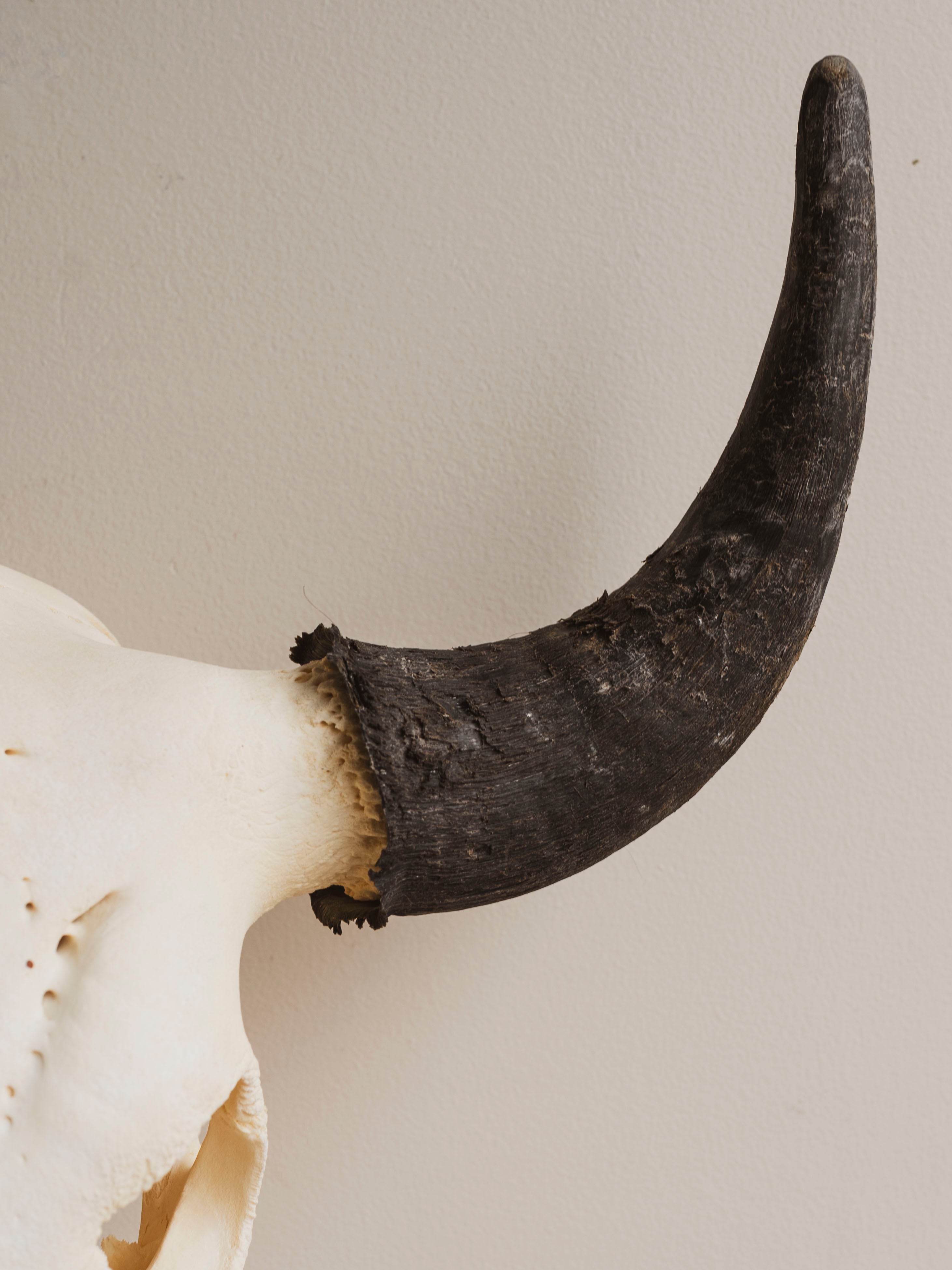 American Bison Skull, SB904