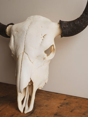 American Bison Skull, SB904