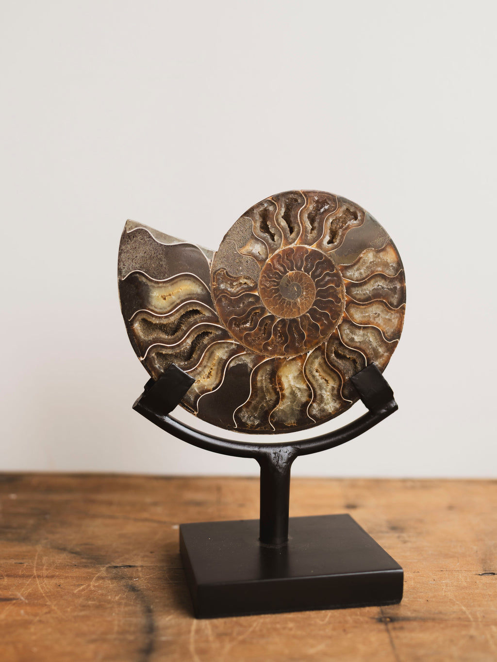 Ammonite Half on Stand, RM1229