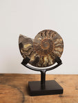 Ammonite Half on Stand, RM1229