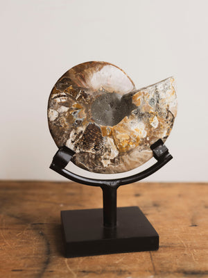 Ammonite Half on Stand, RM1229