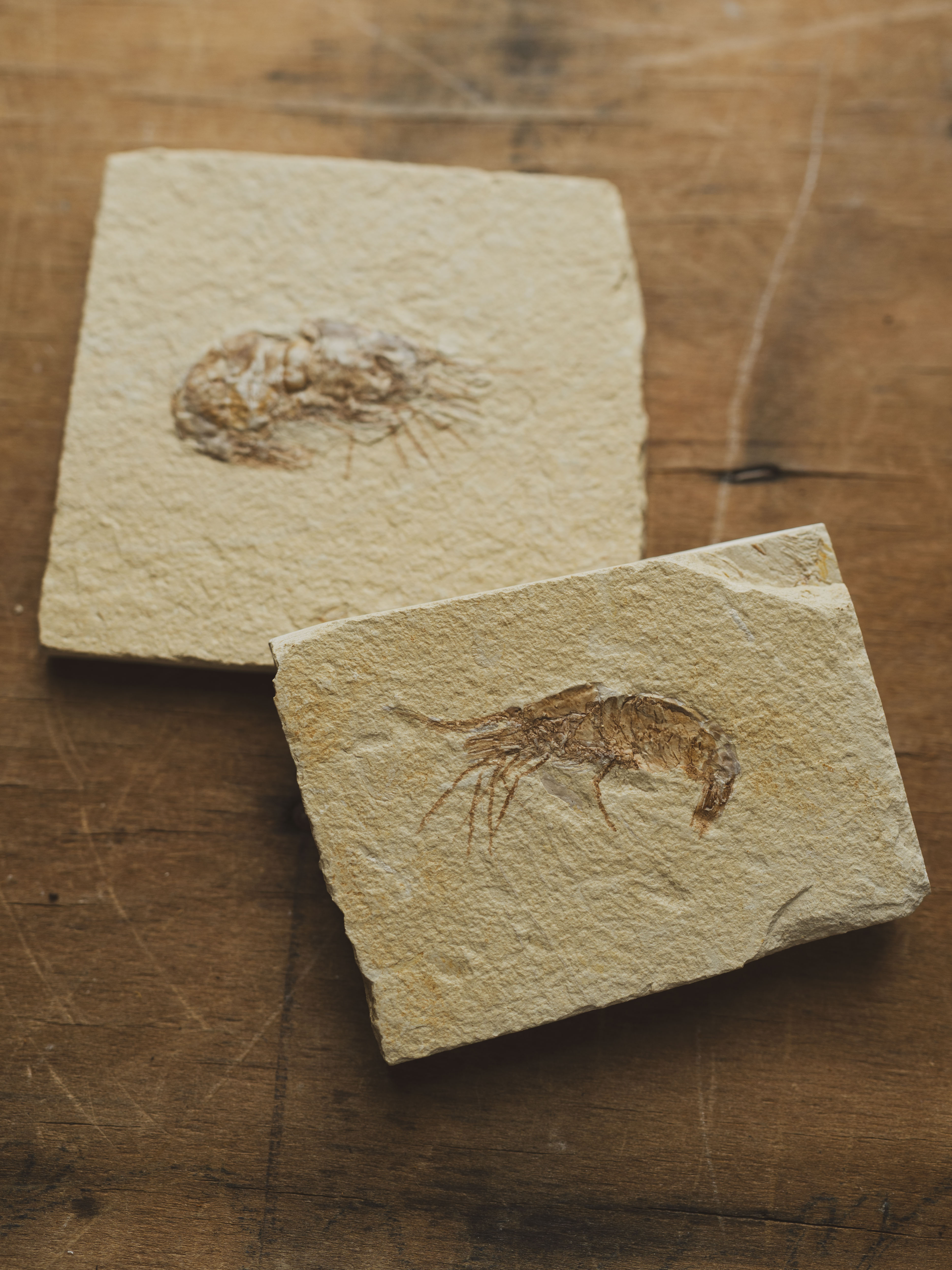 Fossilized Shrimp In Matrix, RM1428