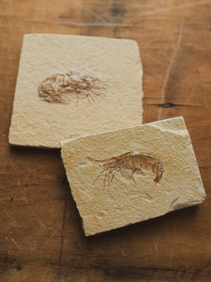 Fossilized Shrimp In Matrix, RM1428