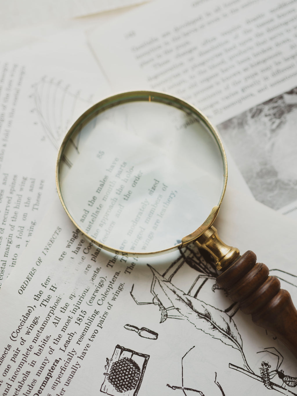 Brass Magnifying Glass with Wood Handle, HD28