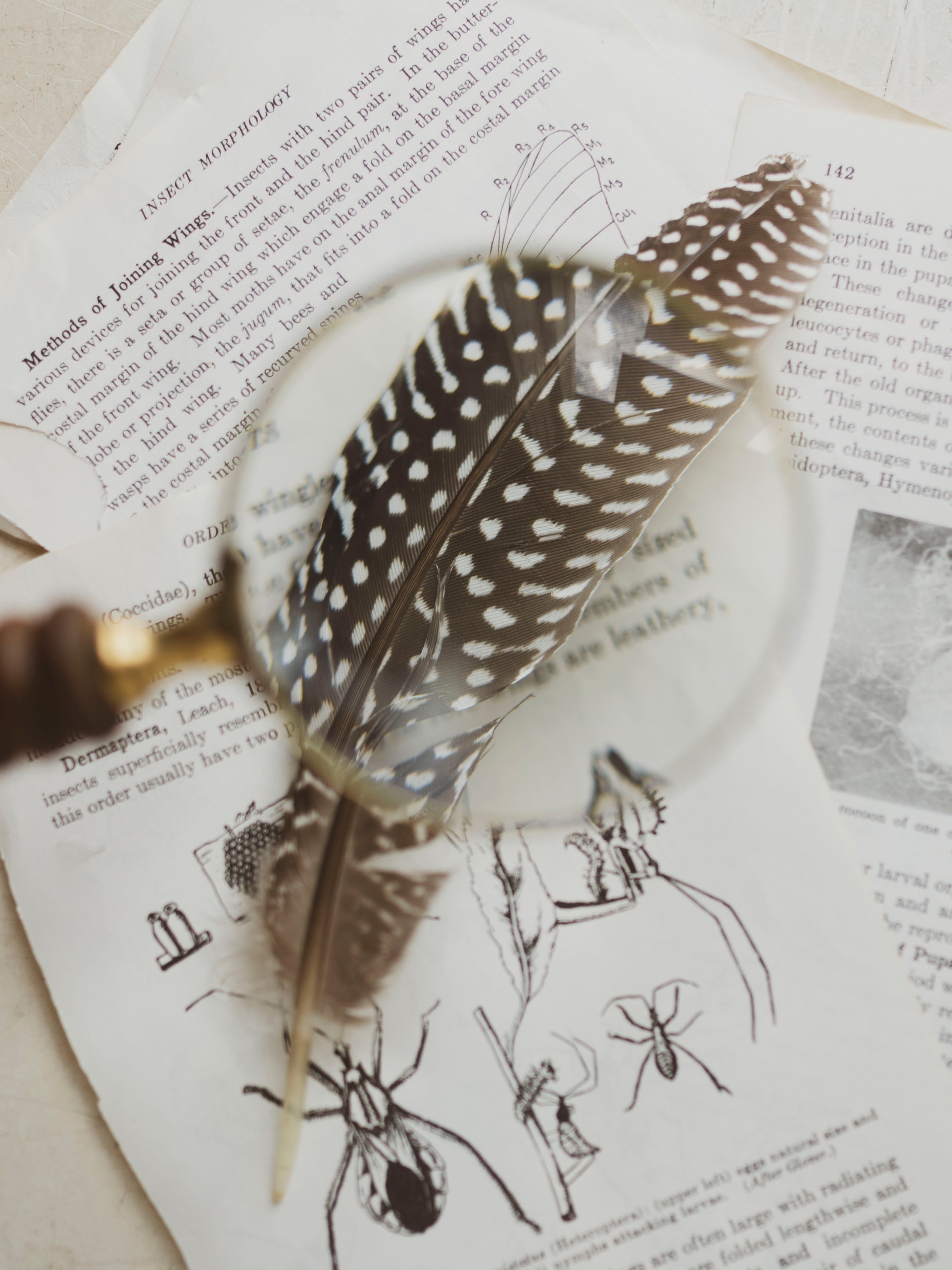 Brass Magnifying Glass with Wood Handle, HD28