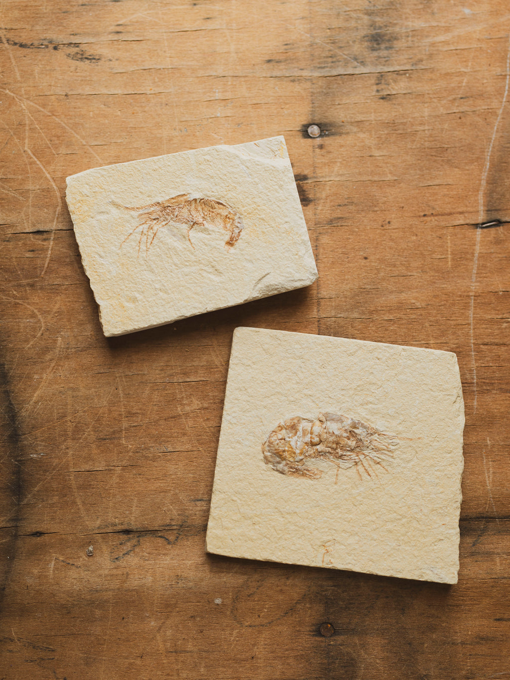 Fossilized Shrimp In Matrix, RM1428