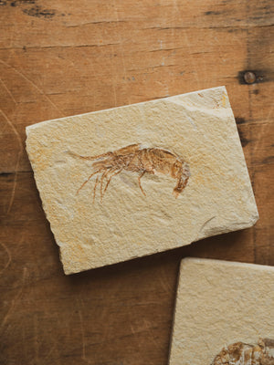 Fossilized Shrimp In Matrix, RM1428