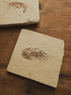 Fossilized Shrimp In Matrix, RM1428
