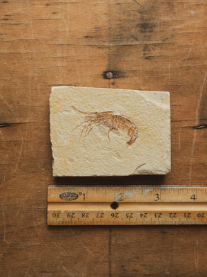 Fossilized Shrimp In Matrix, RM1428