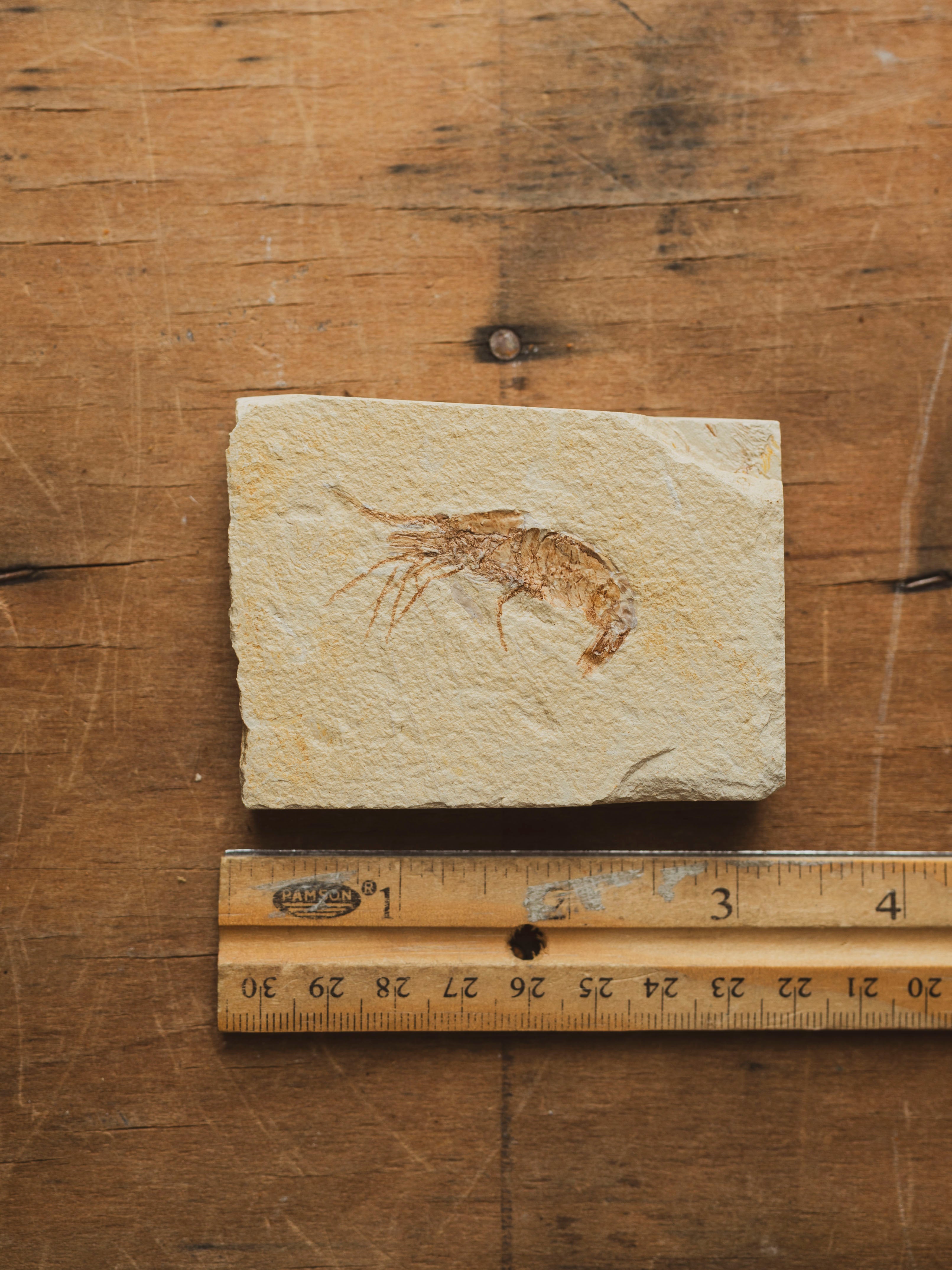 Fossilized Shrimp In Matrix, RM1428