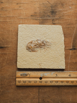 Fossilized Shrimp In Matrix, RM1428